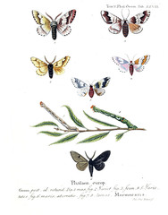 Illustration of butterflies