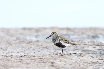 Dunlin (Calidris alpina)