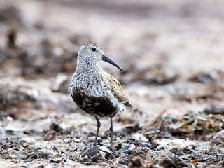 Dunlin (Calidris alpina)