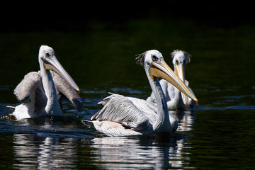 Pink-backed pelican (Pelecanus rufescens)
