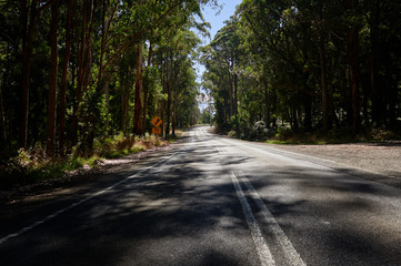 Country road winding trough an Australian Eucalyptus forest.
