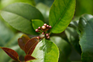 Meyer lemon blossom group close up against green and red leaves.