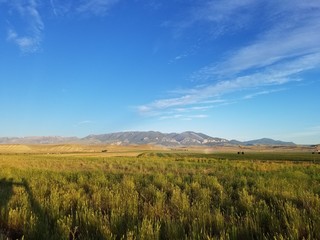 Fototapeta premium Yellow and Green Fields Being Watered by Agriculture Sprinkler with Montana Mountains
