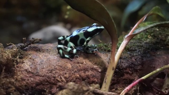 Close up of Black and Green Poison Dart Frog sitting and moving on a brown rock