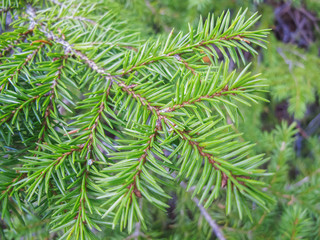 Green spruce branch