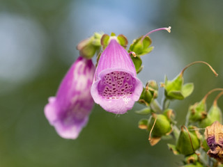 Bell Flower
