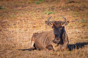 Antelope Gnu. Kenya. Africa. Animals are africa. Antelope lies on the grass. Safari in Kenya.