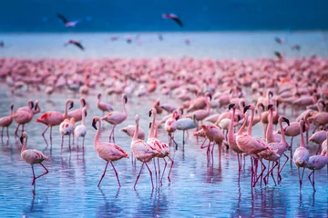 Tuinposter Flamingo Afrika. Kenia. Lake Nakuru. Flamingo. Zwerm flamingo& 39 s. De natuur van Kenia. Vogels van Afrika.