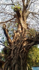 tree, forest, nature, green, wood, trees, trunk, old, park, 