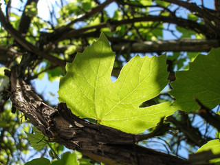 young sunny grape branches and leaves