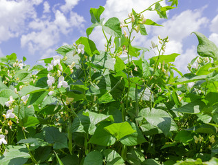 Kidney bean plants with flowers and pods on a plantation