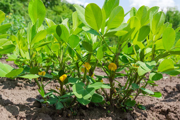 Plants of the flowering peanut on a plantation close-up