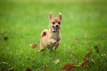 little dog enjoy running on the green field, Pet Chihuahua happy running 