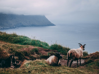 Obraz premium Norweigan sheep
