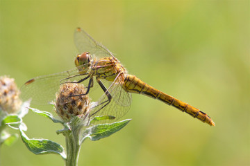 A Ruddy Darter dragonfly, Sympetrum sanguineum, in the morning sunshine.