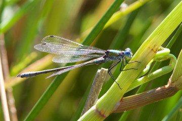A Scarce Emerald Damselfly, Lestes dryas, in the summer sun. 
