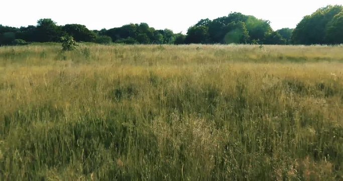 Wanstead Park in London, Drone footage, ducks evading the camera