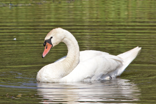 A Mute Swan, Cygnus olor, swimming on a pond. 