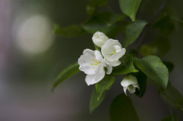 Obraz premium white flower 