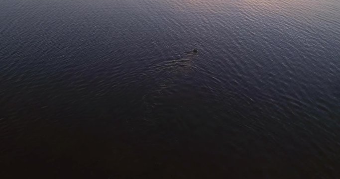 Diver in the sea, C4K aerial tilt view following a spearfisher hunting and diving in shallow and low waters of the gulf of Finland, on a sunny summer evening dusk, in Hanko, Finland