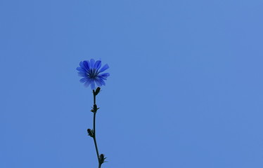 Blue chicory flower on blue sky background.