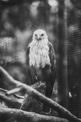 Eagle in the cage , in the zoo