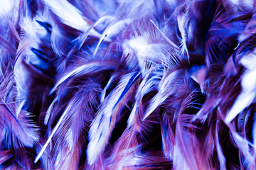 Colorful bird and chicken feathers in soft and blur style for the background