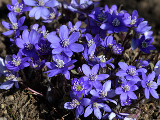 Leberbluemchen; Anemone hepatica; hepatica nobilis;  liverleaf; liverwort; kidneywort;