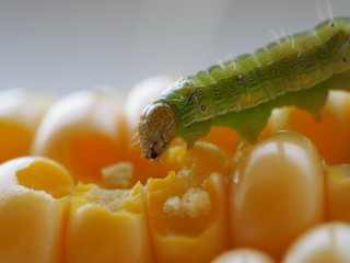 green caterpillar eats corncob macro