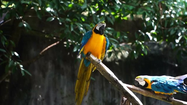 blue and yellow macaw bird.