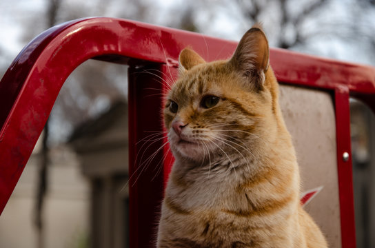 Gatuno