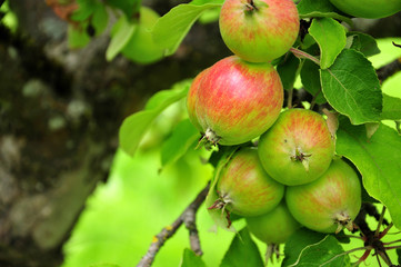 Fototapeta premium apples of cultivar Jakob Fischer on tree