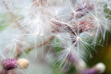 hairy seeds of a thistle