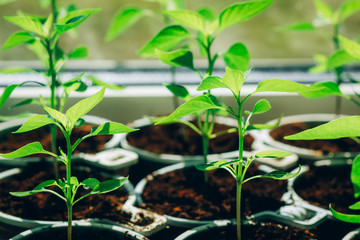 Pepper seedlings in peat cups