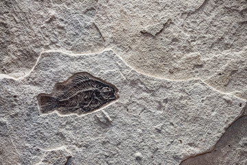 fossil fish in stone © Bob
