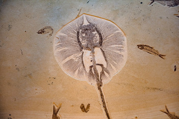 fossil of sea animal
