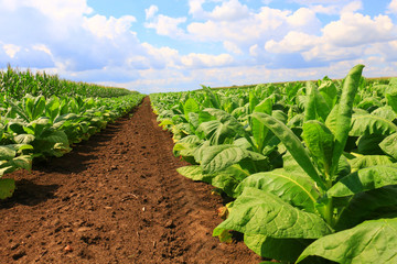 Tobacco big leaf crops growing in tobacco plantation field