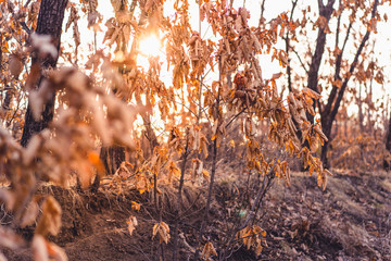 Sunlight through orange leaves