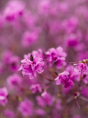 Labrador tea blossoming with purple flowers