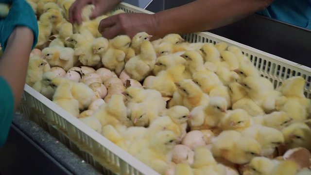 Chicken Farm. Agriculture.