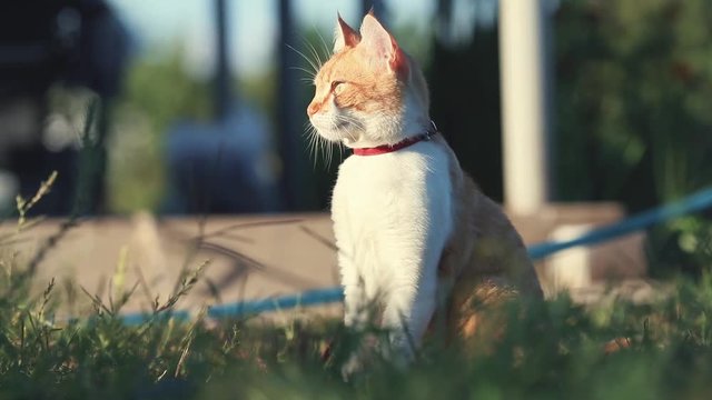 Cute funny red white cat in red collar relaxing on the green grass in the summer garden. Sunset, dolly shot, shallow depth of the field, 50 fps.