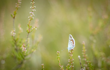 Schmetterling im Heidekraut
