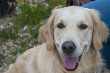 Dog breed golden retriever in the park