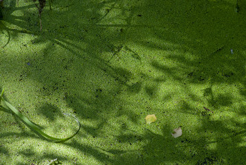 Pattern marsh with green plants