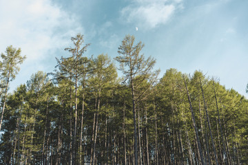 Obraz premium Riverside of Tyrma river at sunset