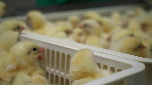 Chicken Farm. Agriculture.