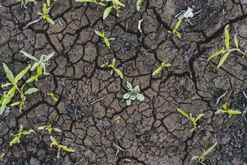 Cracked earth background
