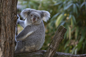 Koala Bären