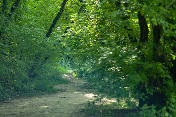 An empty path in the forest