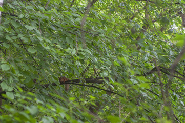 Squirrel sits on a tree among foliage
